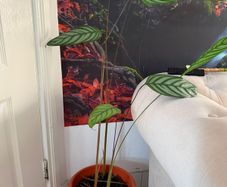 Indoor Plant