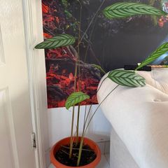 Indoor Plant