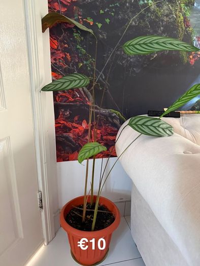 Indoor Plant