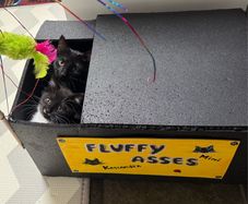 Kittens