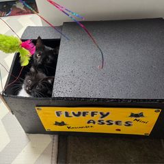 Kittens