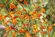 Montbretium-Crocosmia x crocosmiiflora bulbs
