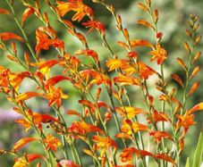 Montbretium-Crocosmia x crocosmiiflora bulbs