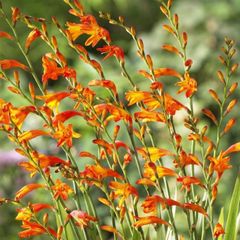 Montbretium-Crocosmia x crocosmiiflora bulbs