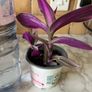 plant Nanouk Image 3
