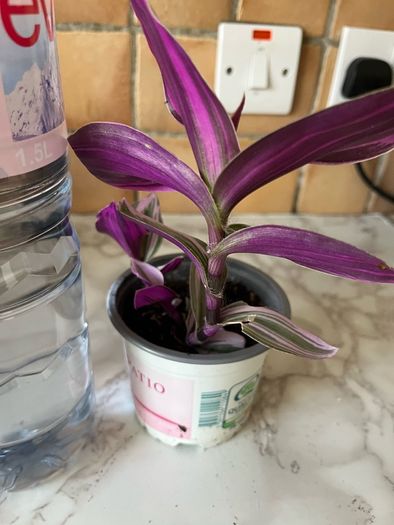 plant Nanouk