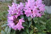 Rhododendron