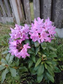 Rhododendron
