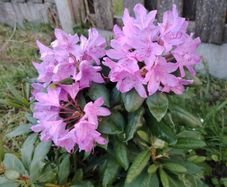 Rhododendron