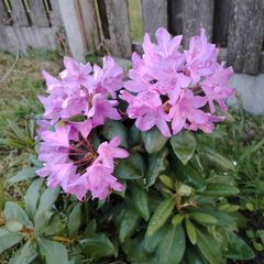 Rhododendron