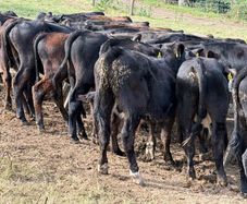 Aberdeen Angus Weanling Bulls