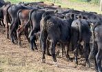 Aberdeen Angus Weanling Bulls