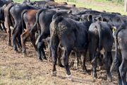 Aberdeen Angus Weanling Bulls