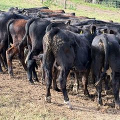 Aberdeen Angus Weanling Bulls