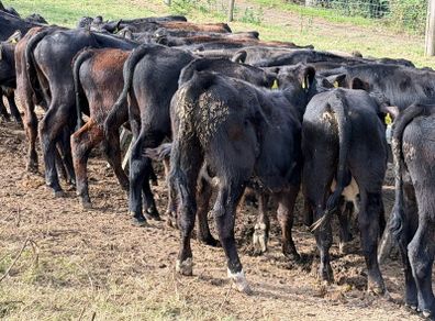 Aberdeen Angus Weanling Bulls