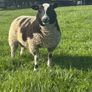 Pure bread Dutch spotted Hogget ram and ram lambs Image 6