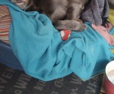 Large dog bed