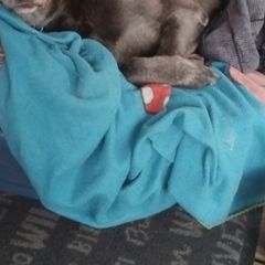 Large dog bed
