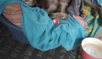 Large dog bed
