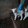 goats Image 4