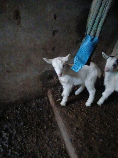 goats