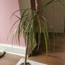 indoor plant Image 4