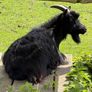 goat Image 3