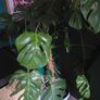 Large Monstera Plant Image 3