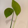 Rhaphidophora Decursiva Dragon tails Image 4