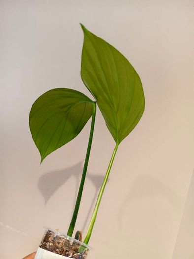 Rhaphidophora Decursiva Dragon tails