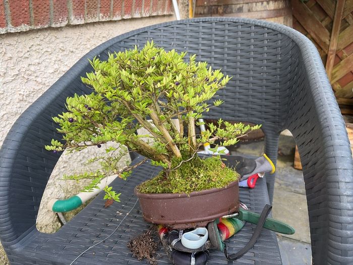 bonsai