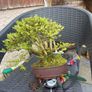 bonsai Image 3