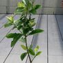 Evergreen shrub - Euonymus Image 2
