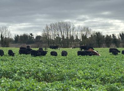 Bullocks & Heifers