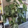 monstera plant BIG Image 3