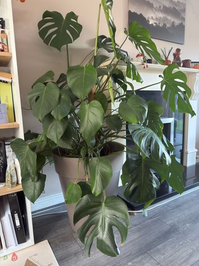 monstera plant BIG
