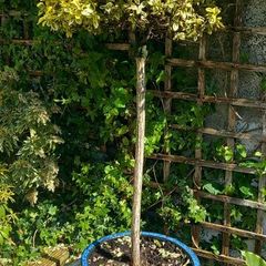 Tall Euonymus japonicus  - POT NON INCLUDED
