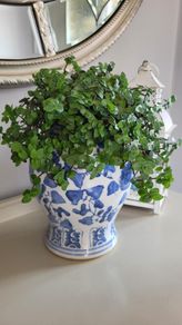 House Plants