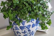 House Plants
