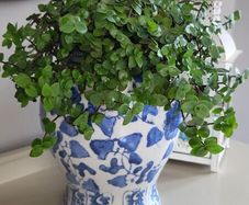House Plants
