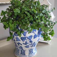 House Plants
