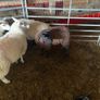 Texel Cross and Belclare Cross ewe lambs Image 2