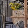Bird's cage Image 3