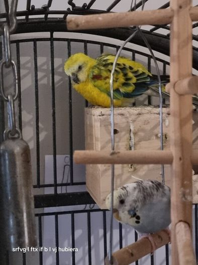 Bird's cage