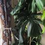 swiss cheese plant Image 2