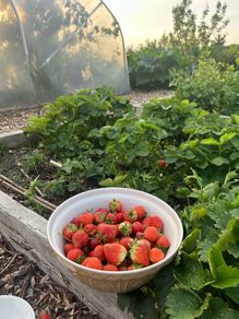 Strawberry Plants