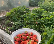 Strawberry Plants