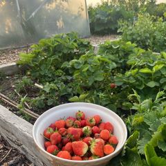 Strawberry Plants