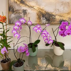 Four beautiful orchids for sale