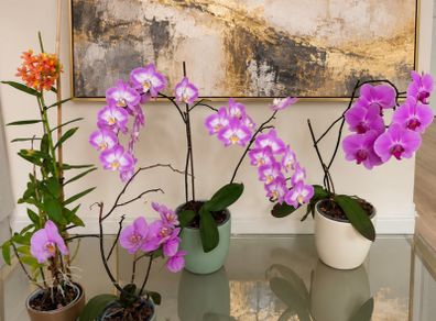 Four beautiful orchids for sale